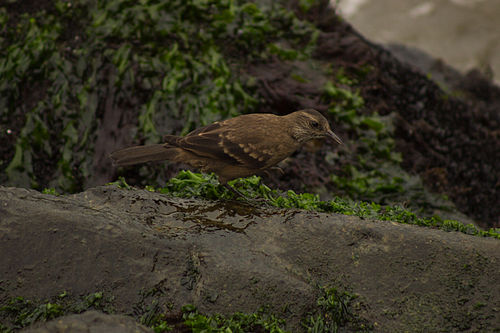 Peruvian seaside cinclodes